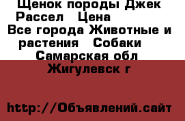 Щенок породы Джек Рассел › Цена ­ 45 000 - Все города Животные и растения » Собаки   . Самарская обл.,Жигулевск г.